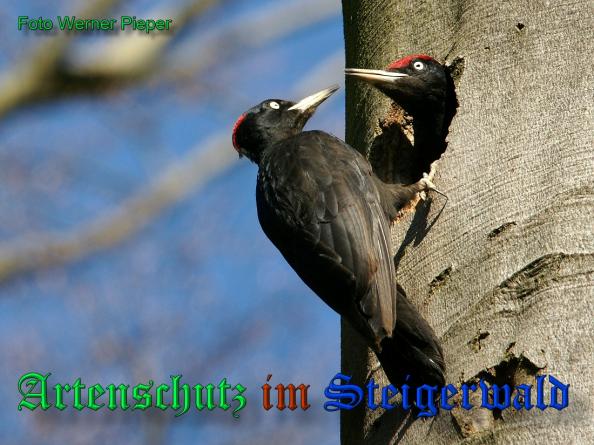 Copyright AiS - Werner Pieper Bild zum Eintrag (33458-160)