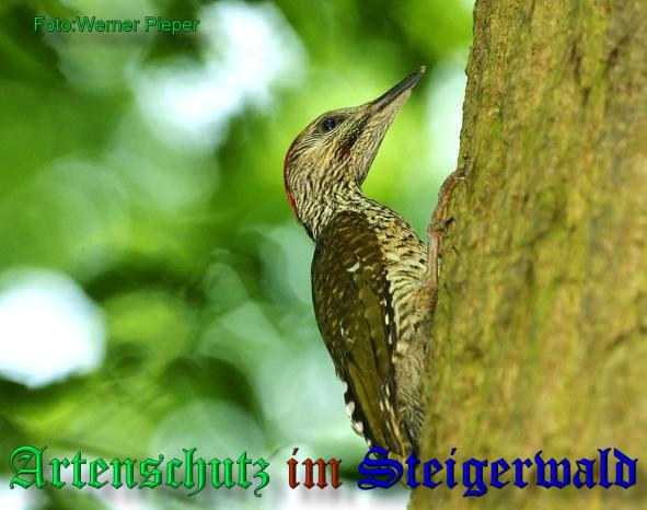 Copyright AiS - Werner Pieper Bild zum Eintrag (33479-160)