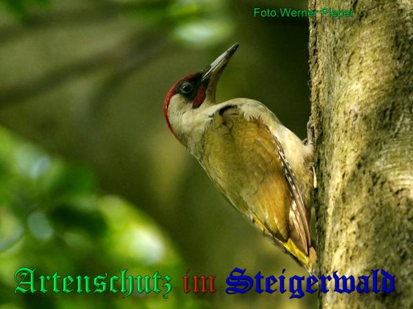 Copyright AiS - Werner Pieper Bild zum Eintrag (33480-160)