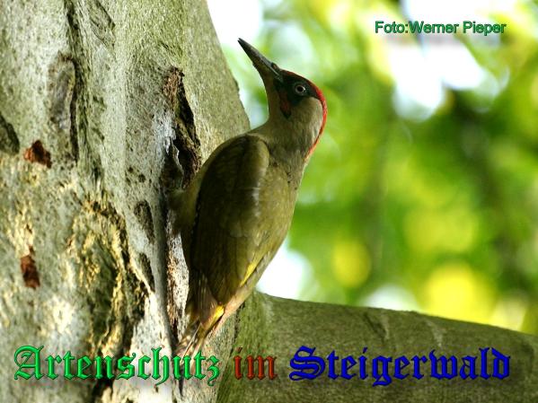 Copyright AiS - Werner Pieper Bild zum Eintrag (33481-160)
