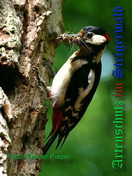 Copyright AiS - Werner Pieper Bild zum Eintrag (33490-160)
