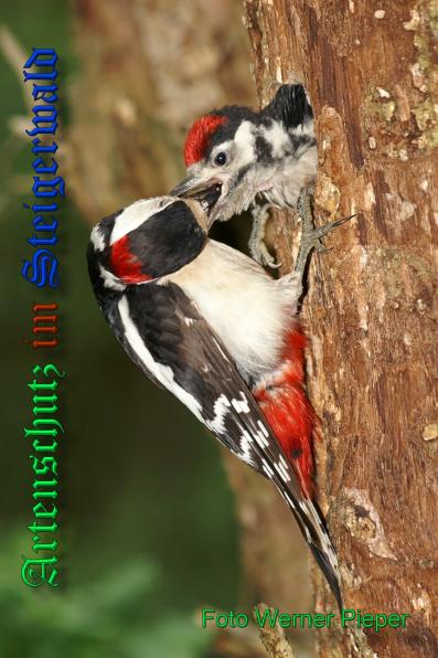 Copyright AiS - Werner Pieper Bild zum Eintrag (33494-160)