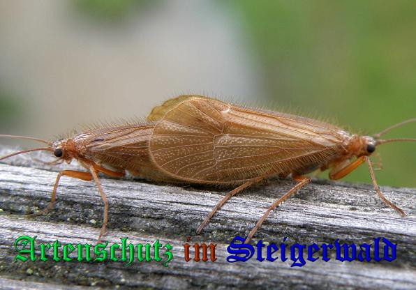 Copyright AiS- Albert Meier Bild zum Eintrag (33529-160)
