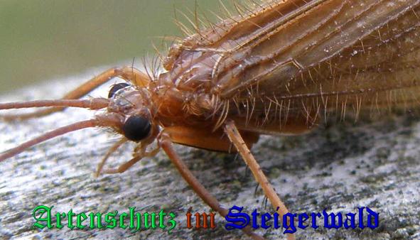 Copyright AiS- Albert Meier Bild zum Eintrag (33530-160)
