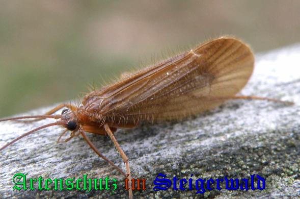 Copyright AiS- Albert Meier Bild zum Eintrag (33531-160)