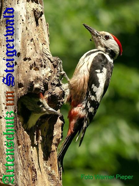 Copyright AiS-Werner Pieper Bild zum Eintrag (33573-160)