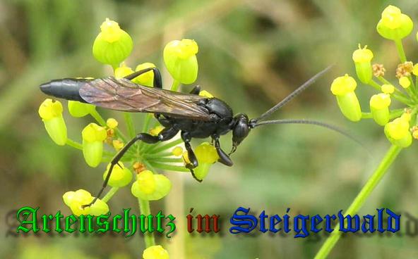 Copyright AiS- Albert Meier Bild zum Eintrag (33698-160)