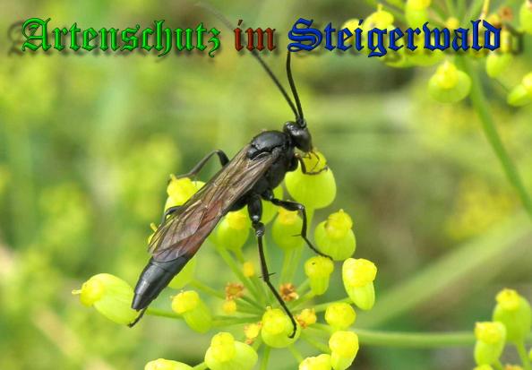 Copyright AiS- Albert Meier Bild zum Eintrag (33700-160)