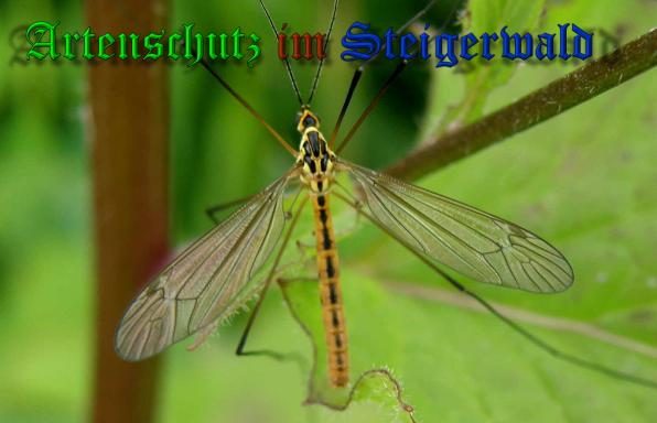 Copyright AiS- Albert Meier Bild zum Eintrag (33702-160)