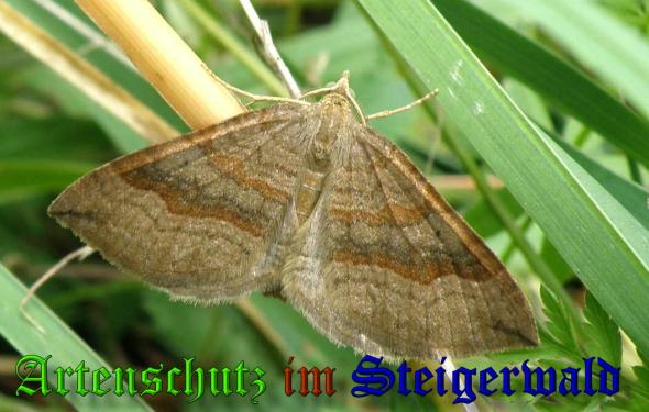 Copyright AiS- Albert Meier Bild zum Eintrag (34253-160)