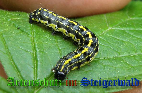 Copyright AiS- Albert Meier Bild zum Eintrag (34261-160)