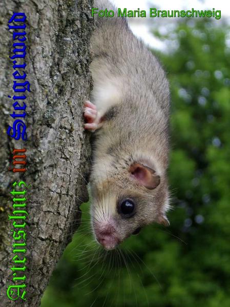 Copyright AiS Maria Braunschweig Bild zum Eintrag (34399-160)