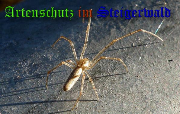 Copyright AiS- Albert Meier Bild zum Eintrag (34413-160)