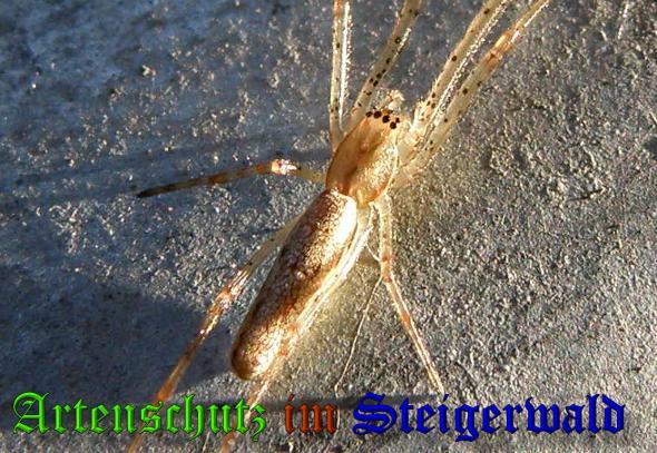 Copyright AiS- Albert Meier Bild zum Eintrag (34414-160)