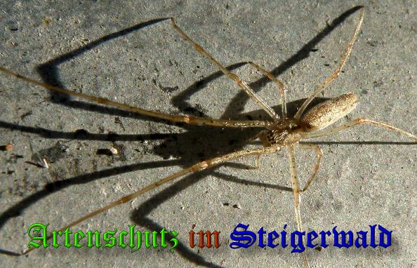 Copyright AiS -Albert Meier Bild zum Eintrag (34415-160)