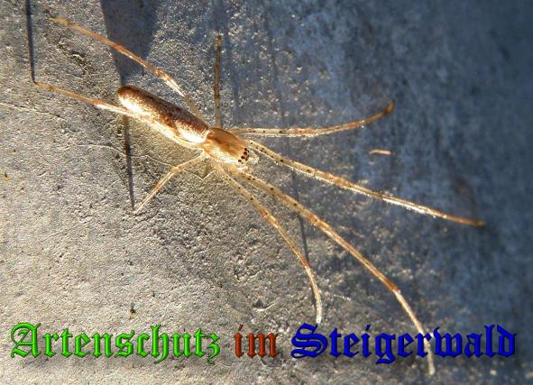 Copyright AiS- Albert Meier Bild zum Eintrag (34416-160)