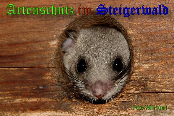 Copyright AiS - Willi Kroll Bild zum Eintrag (34417-160)
