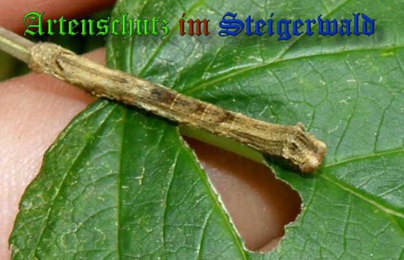Copyright AiS- Albert Meier Bild zum Eintrag (34422-160)