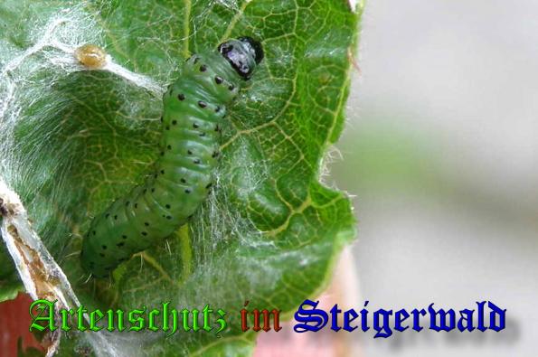 Copyright AiS- Albert Meier Bild zum Eintrag (34446-160)