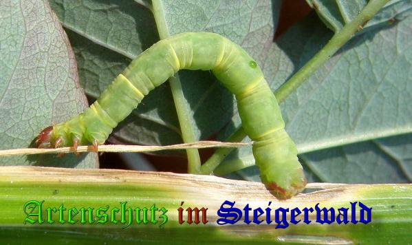 Copyright AiS- Albert Meier Bild zum Eintrag (34454-160)