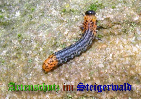 Copyright AiS - Clemens Krafft Bild zum Eintrag (34532-160)