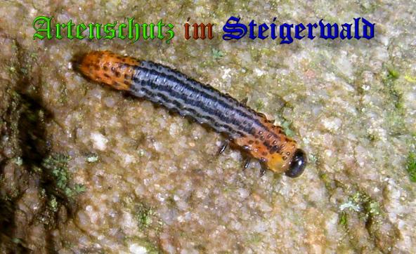 Copyright AiS- Albert Meier Bild zum Eintrag (34534-160)