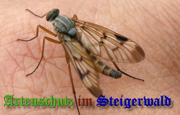 Copyright AiS- Albert Meier Bild zum Eintrag (34543-160)