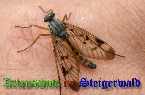 Copyright AiS- Albert Meier Bild zum Eintrag (34544-160)
