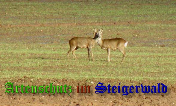 Copyright AiS- Albert Meier Bild zum Eintrag (34554-160)