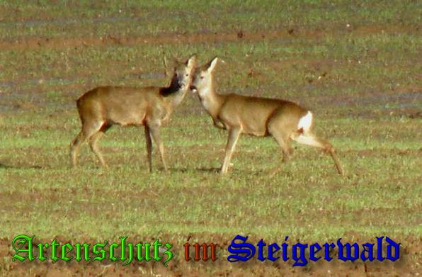 Copyright AiS- Albert Meier Bild zum Eintrag (34555-160)