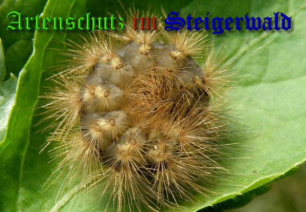 Copyright AiS- Albert Meier Bild zum Eintrag (34575-160)