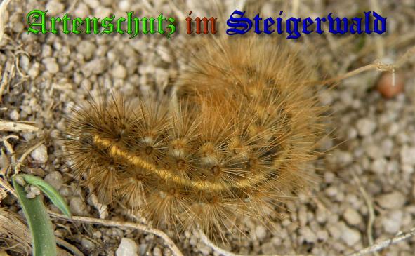 Copyright AiS- Albert Meier Bild zum Eintrag (34576-160)