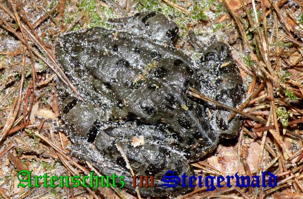 Copyright AiS- Albert Meier Bild zum Eintrag (34826-160)