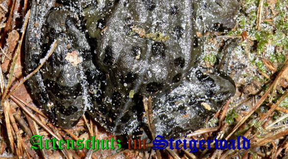 Copyright AiS- Albert Meier Bild zum Eintrag (34827-160)