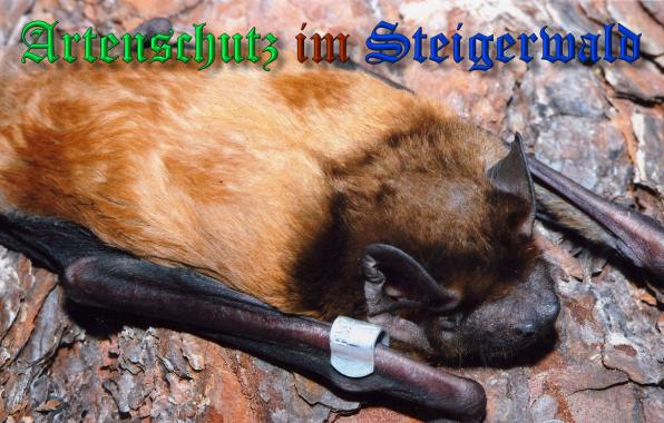 Copyright AiS- Stratmann Bild zum Eintrag (34945-160)