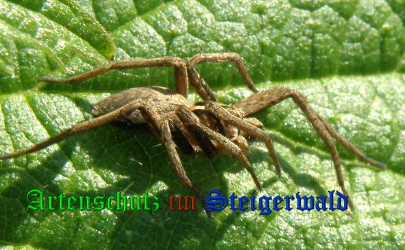 Copyright AiS- Albert Meier Bild zum Eintrag (35170-160)