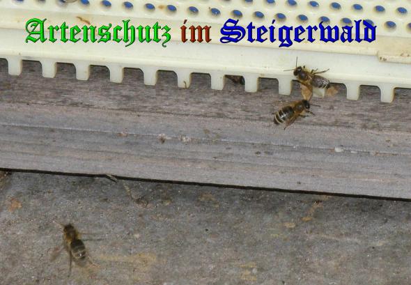 Copyright AiS- Albert Meier Bild zum Eintrag (35198-160)