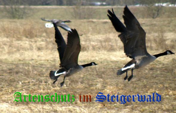 Copyright AiS- Albert Meier Bild zum Eintrag (35720-160)