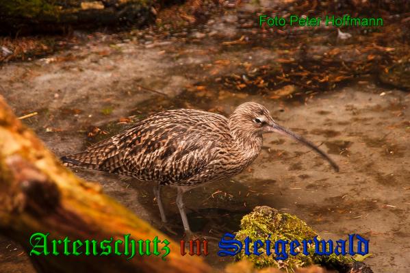 Copyright AiS - Peter Hoffmann Bild zum Eintrag (35942-160)