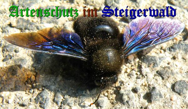 Copyright AiS- Albert Meier Bild zum Eintrag (35984-160)