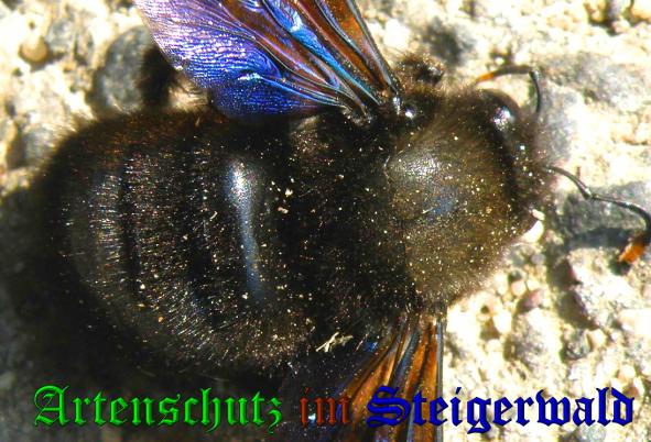 Copyright AiS- Albert Meier Bild zum Eintrag (35986-160)