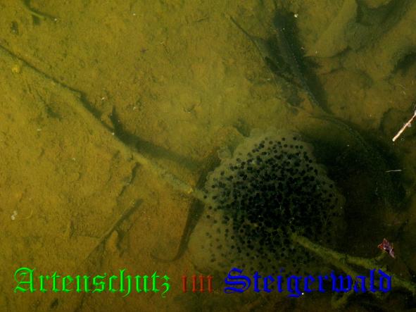 Bild zum Eintrag (36282-160)