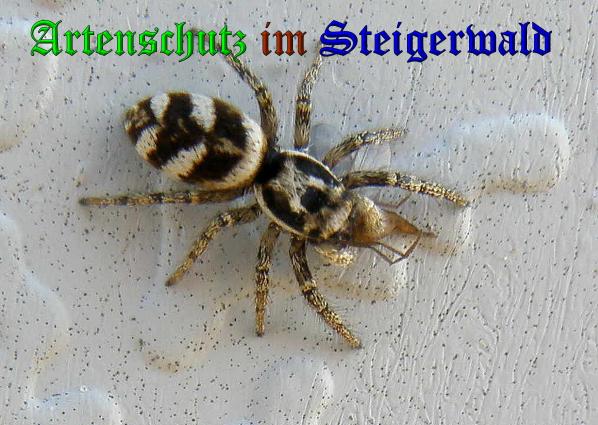 Copyright AiS- Albert Meier Bild zum Eintrag (36367-160)