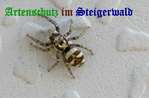 Copyright AiS- Albert Meier Bild zum Eintrag (36368-160)