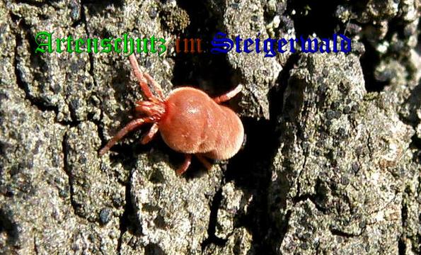 Copyright AiS- Albert Meier Bild zum Eintrag (36374-160)