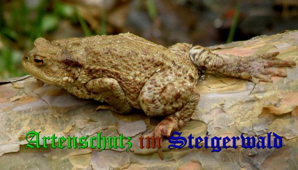 Copyright AiS- Albert Meier Bild zum Eintrag (36458-160)