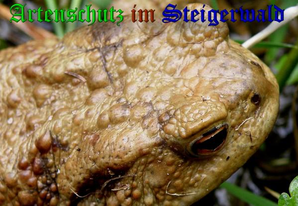 Copyright AiS- Albert Meier Bild zum Eintrag (36463-160)
