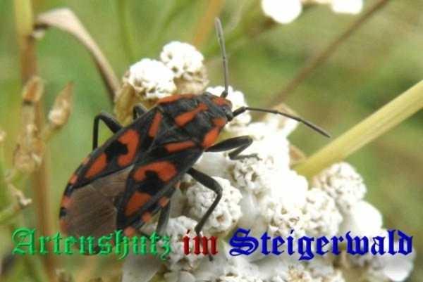 Copyright AiS- Albert Meier Bild zum Eintrag (36469-160)