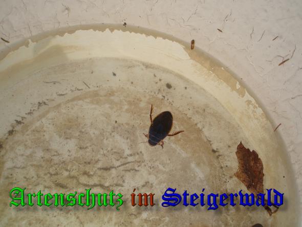 Bild zum Eintrag (36554-160)
