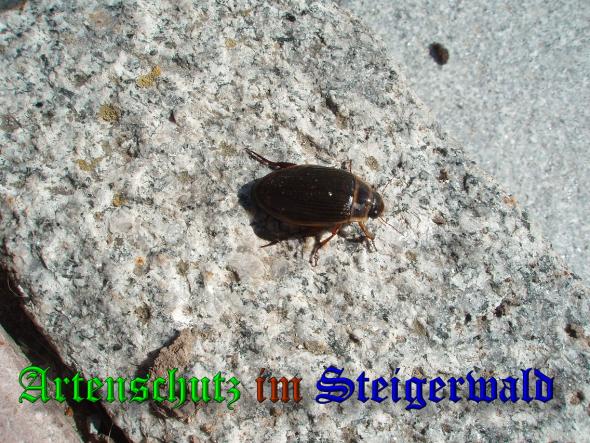 Bild zum Eintrag (36555-160)